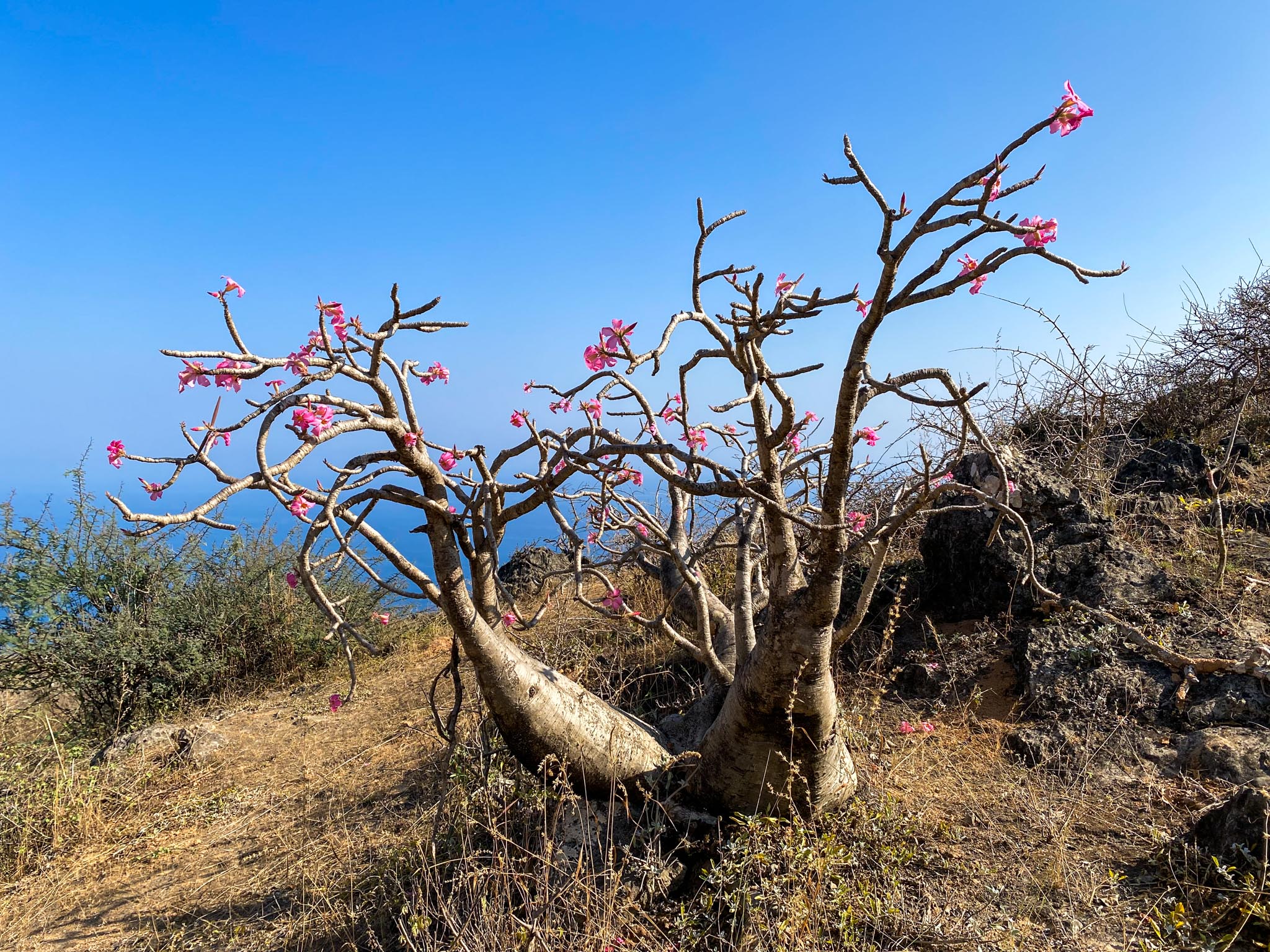 Baobab